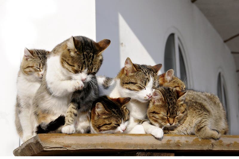 Course Image Diagnoza psychologiczna rodziny i opiniowanie w sprawach cywilnych i rodzinnych DZ. GR. I