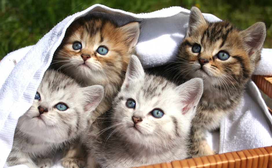 Course Image Diagnoza psychologiczna rodziny i opiniowanie w sprawach cywilnych i rodzinnych DZ. GR. II