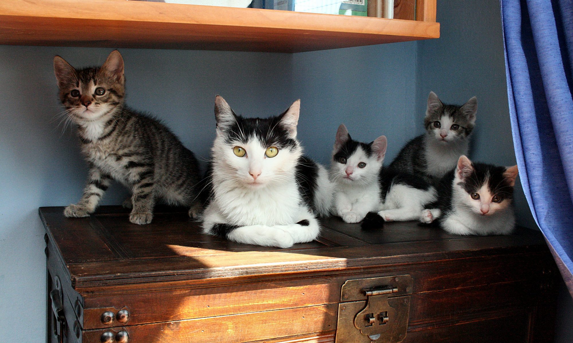 Course Image Diagnoza psychologiczna rodziny i opiniowanie w sprawach cywilnych i rodzinnych ZAOCZ. GR. 2